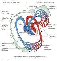 Diagram of lymph flow and blood flow