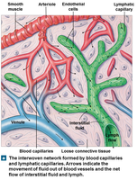 Blood capillaries and lymphatic capillaries in loose connective tissue
