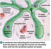 Sectional view of lymphatic capillary and fluid movement