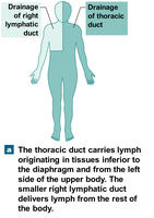 Drainage areas of right lymphatic duct and thoracic duct