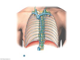 Relationship between lymphatic ducts and venous system