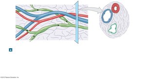 Lymphatic vessels and valves in connective tissue