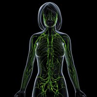 Human lymphatic system visualization