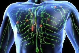 Lymphatic vessels in the chest