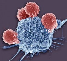 T-cells attacking a cell