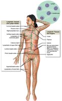Diagram of lymphatic vessels and lymphoid tissues