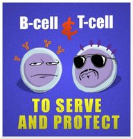 Cartoon of B-cell and T-cell