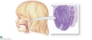 Tonsil structure and location