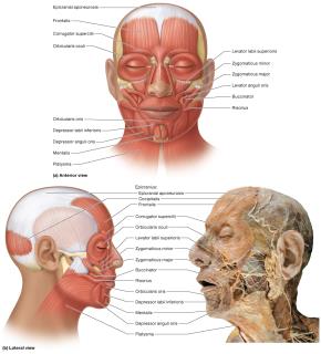 Muscles of facial expression