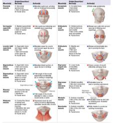 Table of muscles of facial expression