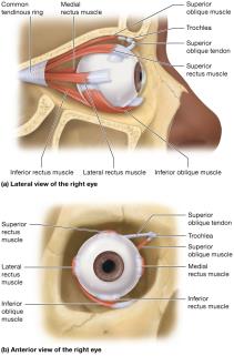 Extrinsic eye muscles