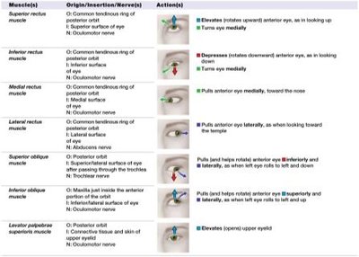 Table of extrinsic eye muscles