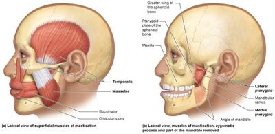 Muscles of mastication