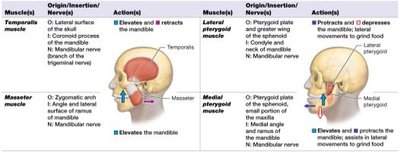 Table of muscles of mastication