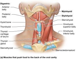 Muscles that push food to the back of the oral cavity