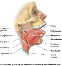 Muscles that change the shape of the oral cavity