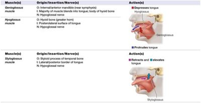 Table of tongue muscles