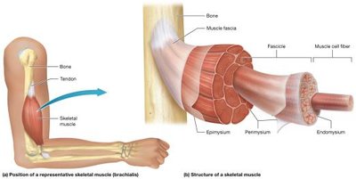 Position and structure of a skeletal muscle