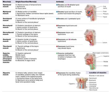 Table of muscles of swallowing