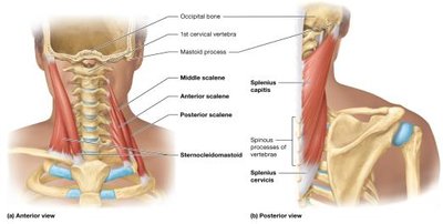 Muscles that move the head and neck