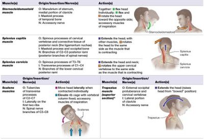 Table of muscles that move the head and neck