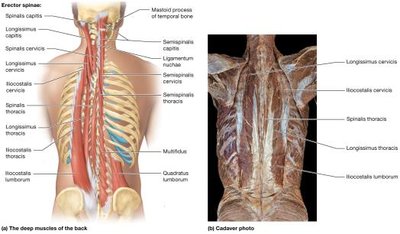 Muscles of the vertebral column