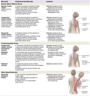Table of muscles of the vertebral column