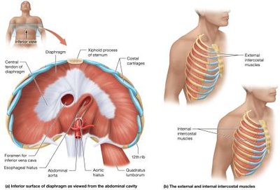 Muscles of ventilation