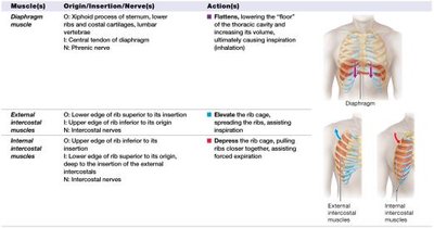 Table of muscles of ventilation