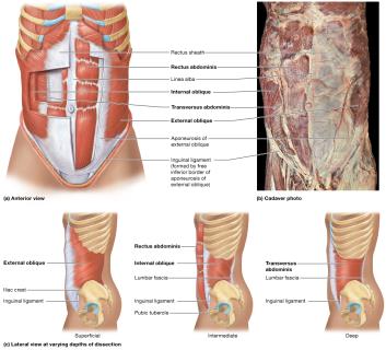 Abdominal muscles