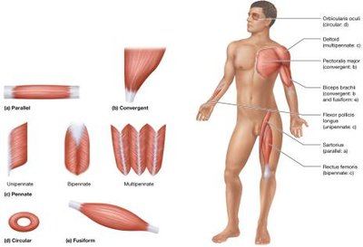Fascicle pattern and muscle shape