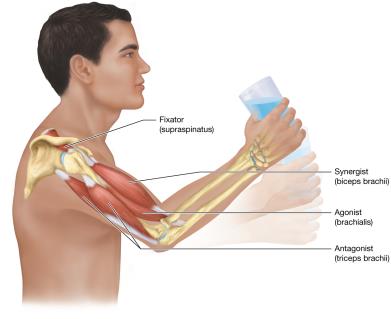 Functional groups of muscles