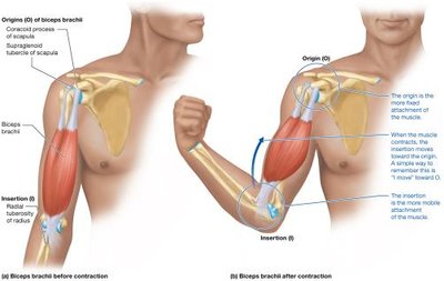 Muscle origin and insertion
