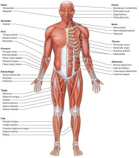 Superficial muscles: anterior view