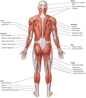 Superficial muscles: posterior view