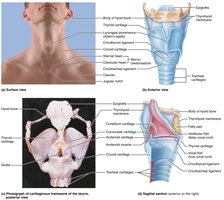 Larynx anatomy