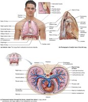Anatomical relationships of organs in the thoracic cavity