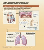 Mechanics of breathing at rest