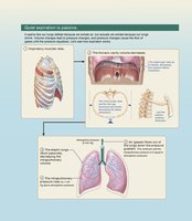 Mechanics of breathing at rest