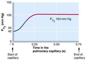 Oxygenation of blood in pulmonary capillaries