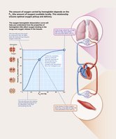 Oxygen-hemoglobin dissociation curve