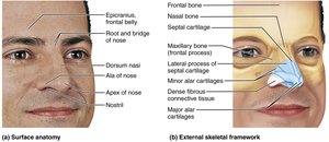 External nose anatomy