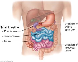 Bituka Anatomy & Physiology Digestive System Study Guide | Notes