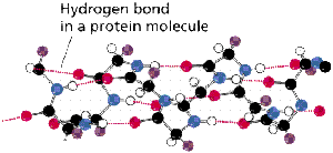 Hydrogen bonds in a protein molecule