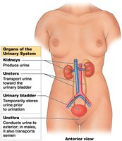 Organs of the urinary system