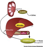 Bilirubin metabolism and excretion
