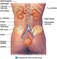 Posterior view of the trunk showing kidneys and urinary tract