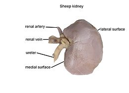 Frontal section of the kidney showing internal anatomy