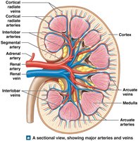 Circulation in a single kidney lobe