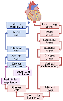Nephron structure and types